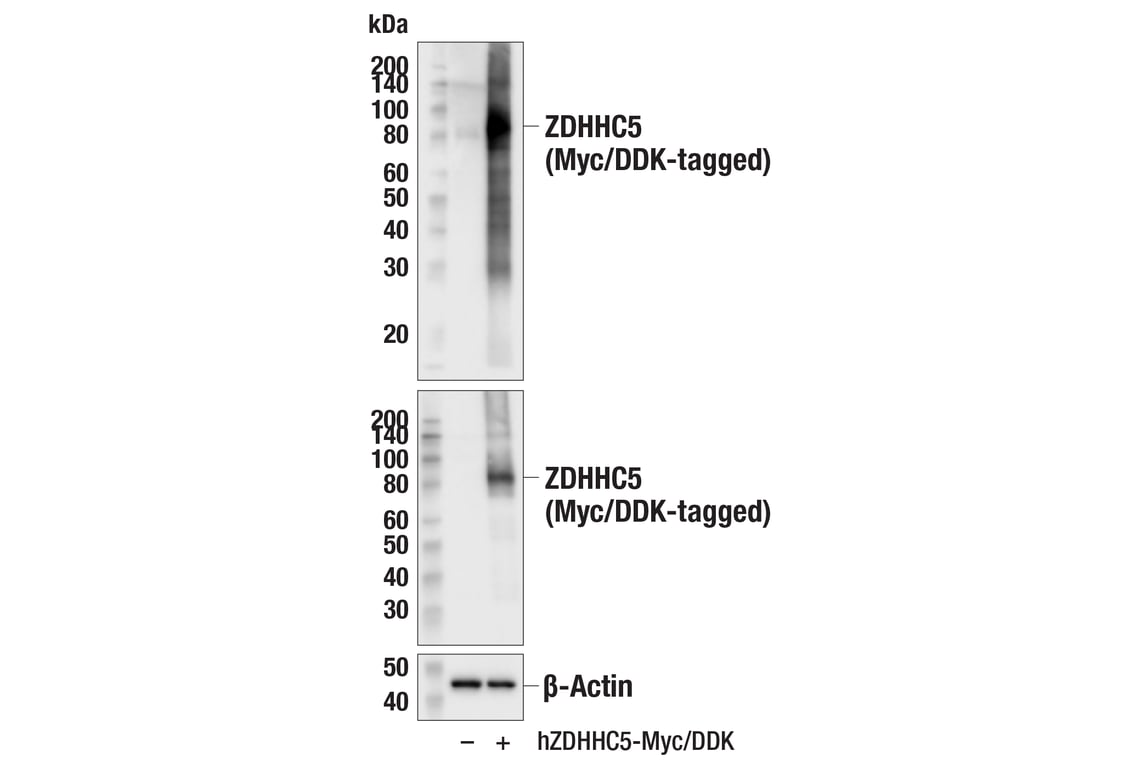 Western Blotting Image 3: ZDHHC5 (E7T4N) Rabbit mAb