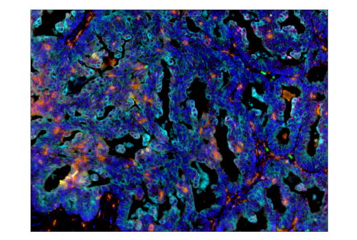 Immunohistochemistry Image 4: IDO (D5J4E<sup>™</sup>) Rabbit mAb (BSA and Azide Free)