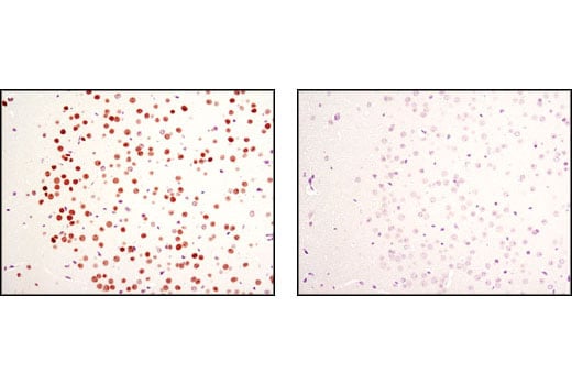 Immunohistochemistry Image 2: MeCP2 (D4F3) XP<sup>®</sup> Rabbit mAb (BSA and Azide Free)