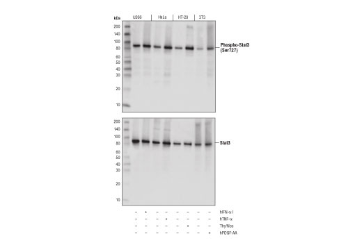 Western Blotting Image 1: Phospho-Stat3 (Ser727) (D8C2Z) Rabbit mAb