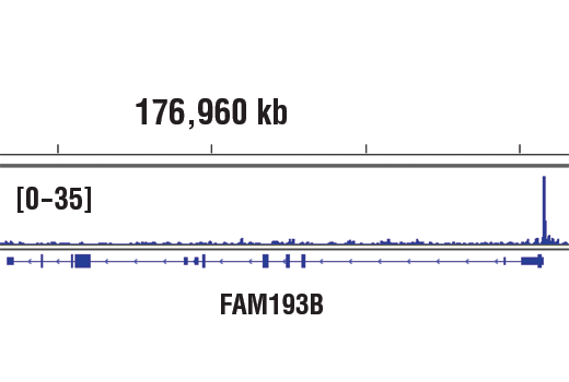 Chromatin Immunoprecipitation Image 1: YY1 (D5D9Z) Rabbit mAb