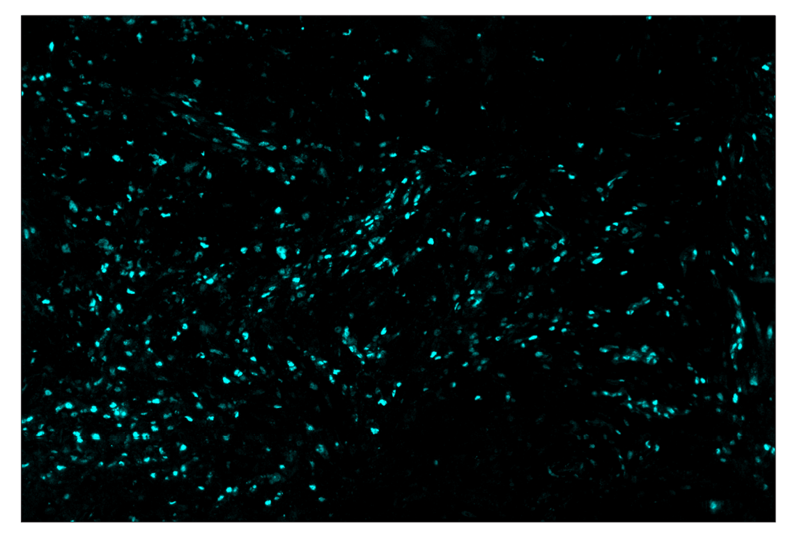 Immunohistochemistry Image 5: Phospho-CREB (Ser133) (87G3) & CO-0125-488 SignalStar<sup>™</sup> Oligo-Antibody Pair