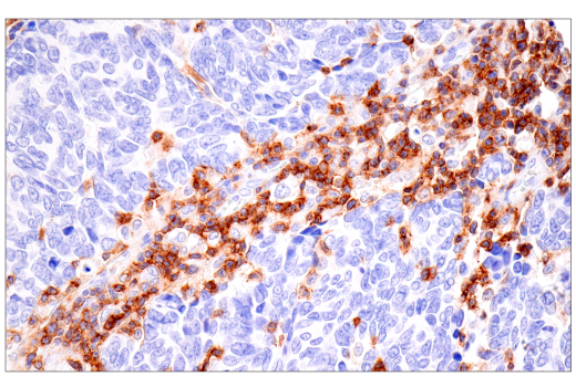 Immunohistochemistry Image 11: SLAMF6/CD352 (E3H1E) XP<sup>®</sup> Rabbit mAb (BSA and Azide Free)