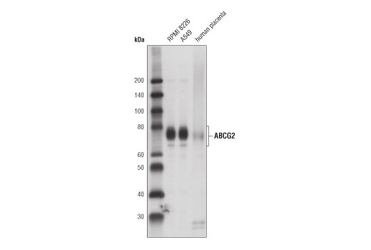 Western Blotting Image 1: ABCG2 (D5V2K) XP<sup>®</sup> Rabbit mAb (BSA and Azide Free)