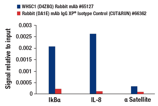 CUT & RUN Image 3: WHSC1 (D4Z8Q) Rabbit mAb
