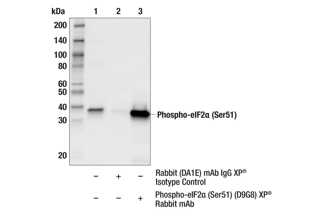 undefined Image 24: Host Cell Viral Restriction Factor Antibody Sampler Kit