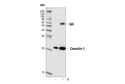 Immunoprecipitation Image 1: Caveolin-1 (D46G3) XP<sup>®</sup> Rabbit mAb