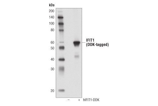 Western Blotting Image 2: IFIT1 (D2X9Z) Rabbit mAb