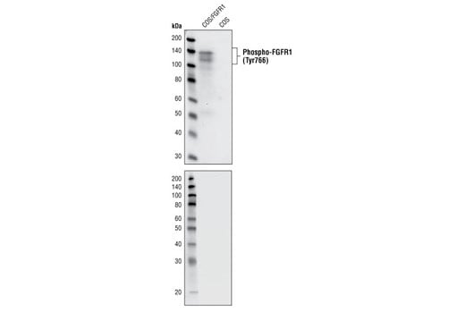 Western Blotting Image 1: Phospho-FGF Receptor 1 (Tyr766) (1E5) Rabbit mAb