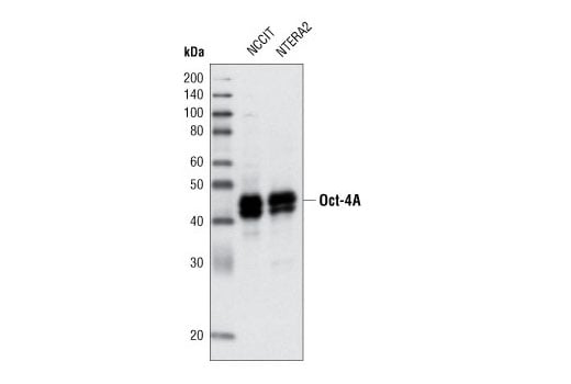 Western Blotting Image 1: Oct-4A (C52G3) Rabbit mAb (BSA and Azide Free)