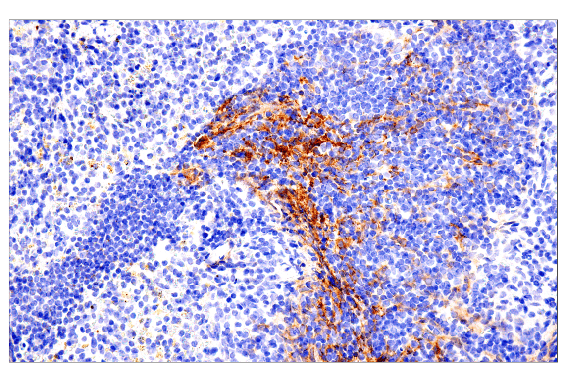 Immunohistochemistry Image 16: p75NTR (E7I3M) Rabbit mAb