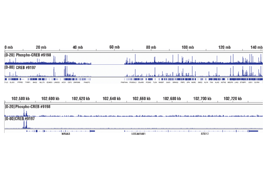 undefined Image 22: PhosphoPlus<sup>®</sup> CREB (Ser133) Antibody Duet