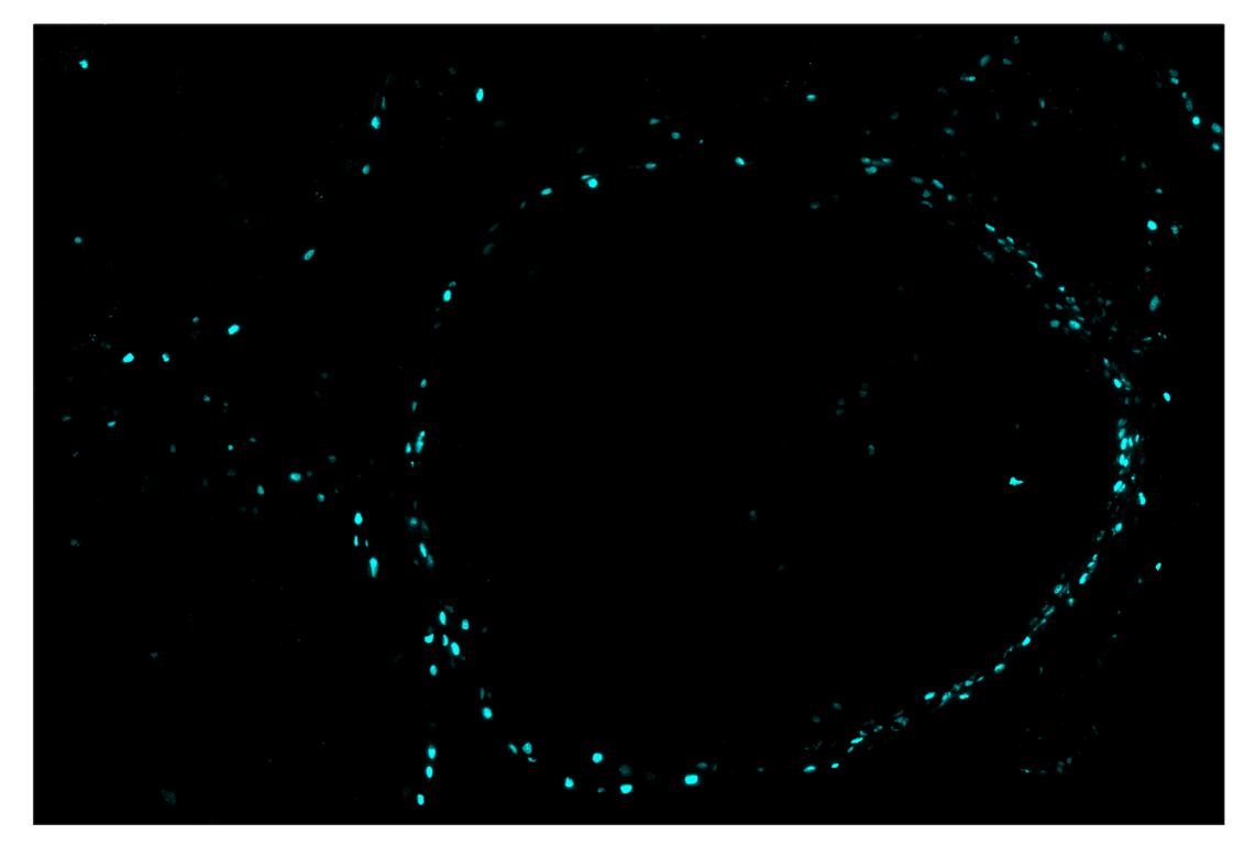Immunohistochemistry Image 5: Phospho-Histone H2A.X (Ser139) (D7T2V) & CO-0135-647 SignalStar<sup>™</sup> Oligo-Antibody Pair