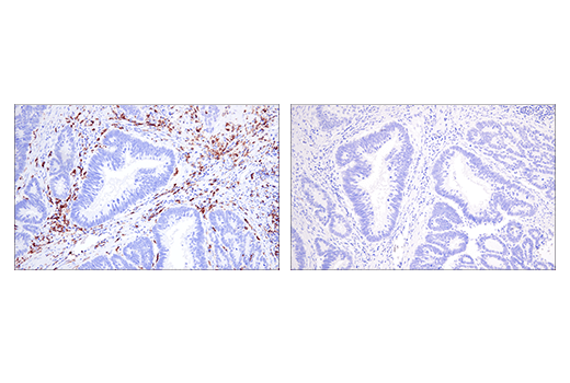 Immunohistochemistry Image 3: Iba1/AIF-1 (E5N4J) Mouse mAb (BSA and Azide Free)