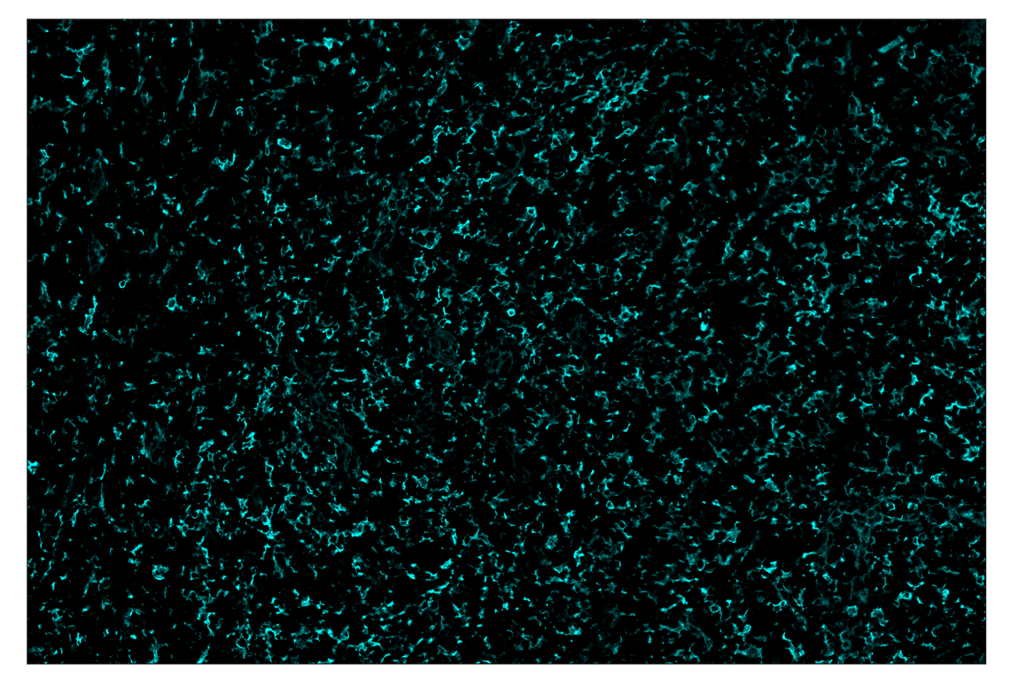 Immunohistochemistry Image 5: CD14 (D7A2T) & CO-0085-488 SignalStar<sup>™</sup> Oligo-Antibody Pair