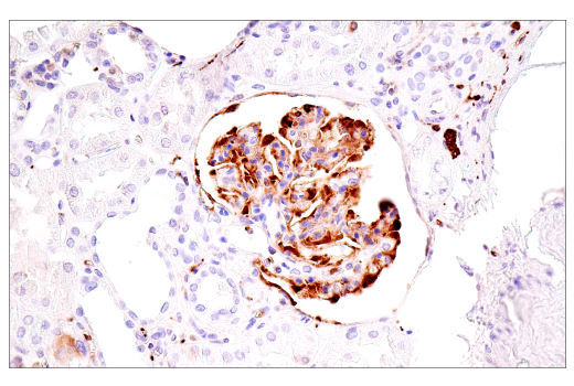 Immunohistochemistry Image 7: α-Synuclein (E4U2F) XP<sup>®</sup> Rabbit mAb (BSA and Azide Free)