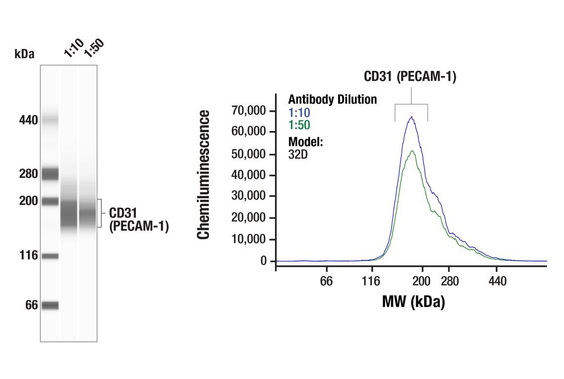 Western Blotting Image 1: CD31 (PECAM-1) (D8V9E) XP<sup>®</sup> Rabbit mAb