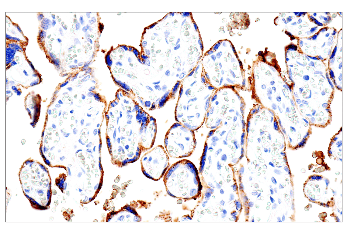 Immunohistochemistry Image 12: Syndecan 1 (E7F7T) Rabbit mAb
