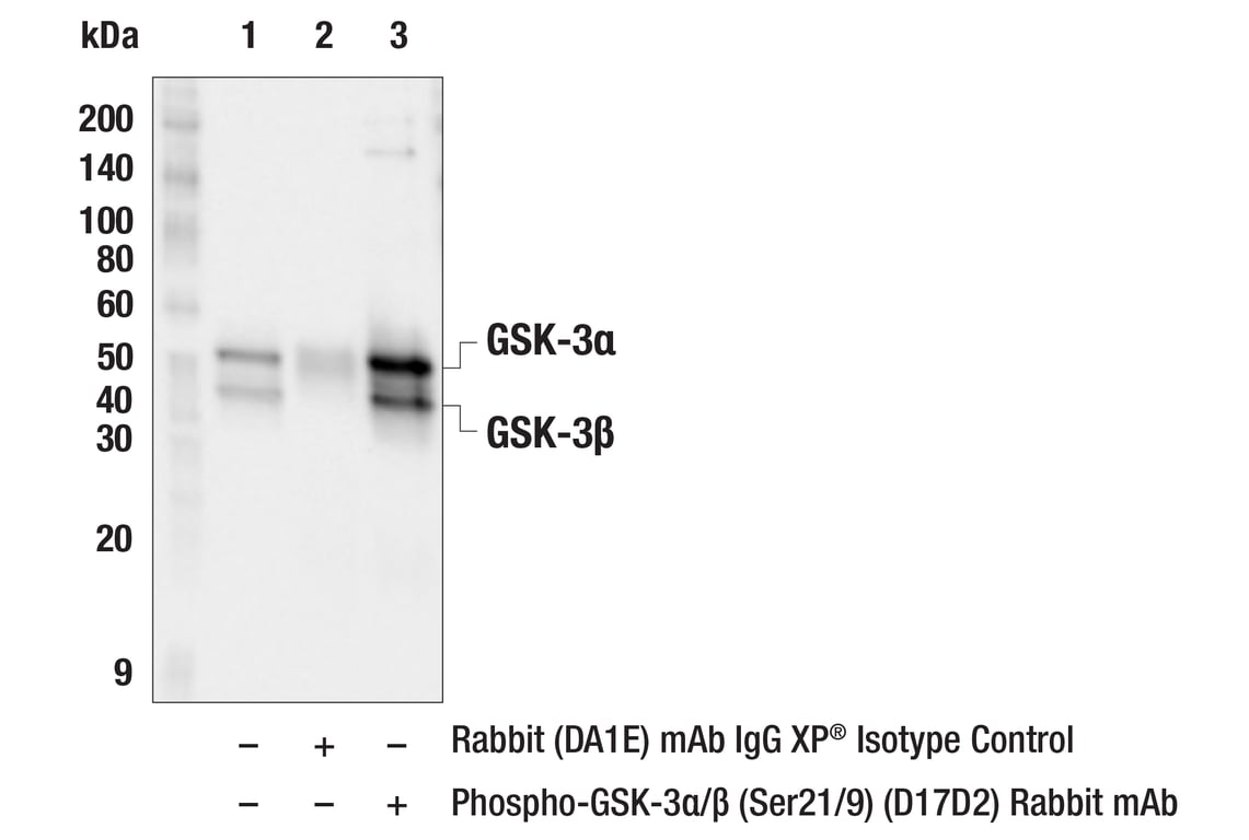 Immunoprecipitation Image 1: Phospho-GSK-3α/β (Ser21/9) (D17D2) Rabbit mAb
