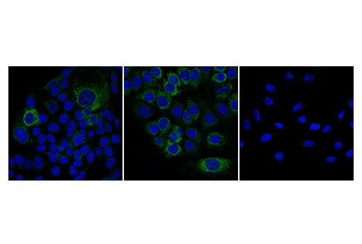 Immunofluorescence Image 1: Puma (E2P7G) Rabbit mAb