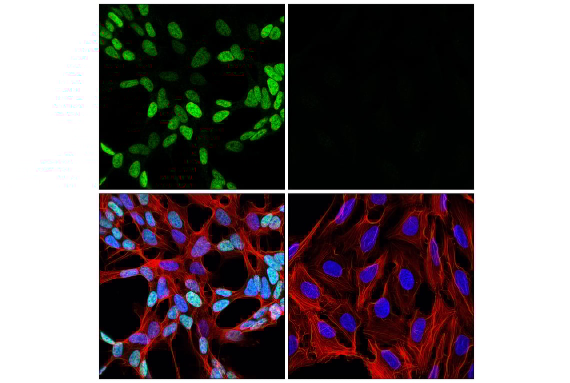 Immunofluorescence Image 1: GATA-2 (E8B5C) Rabbit mAb (BSA and Azide Free)