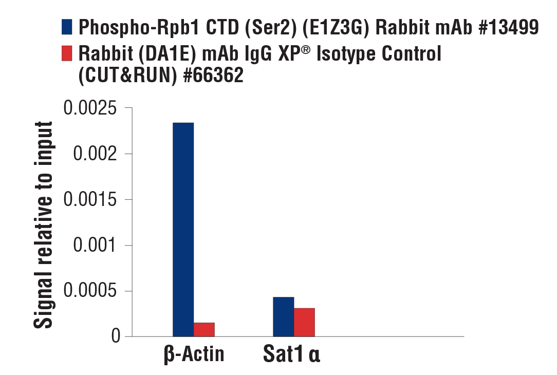 CUT & RUN Image 3: Phospho-Rpb1 CTD (Ser2) (E1Z3G) Rabbit mAb