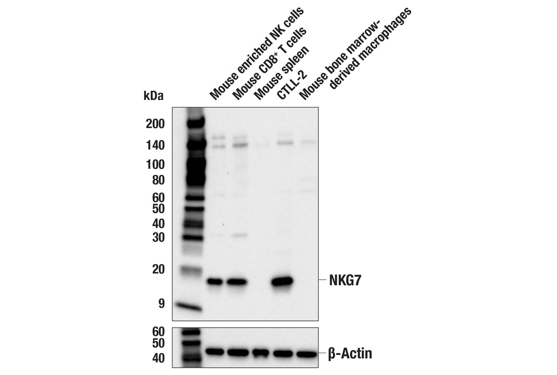 Western Blotting Image 1: NKG7 (E9L8J) Rabbit mAb