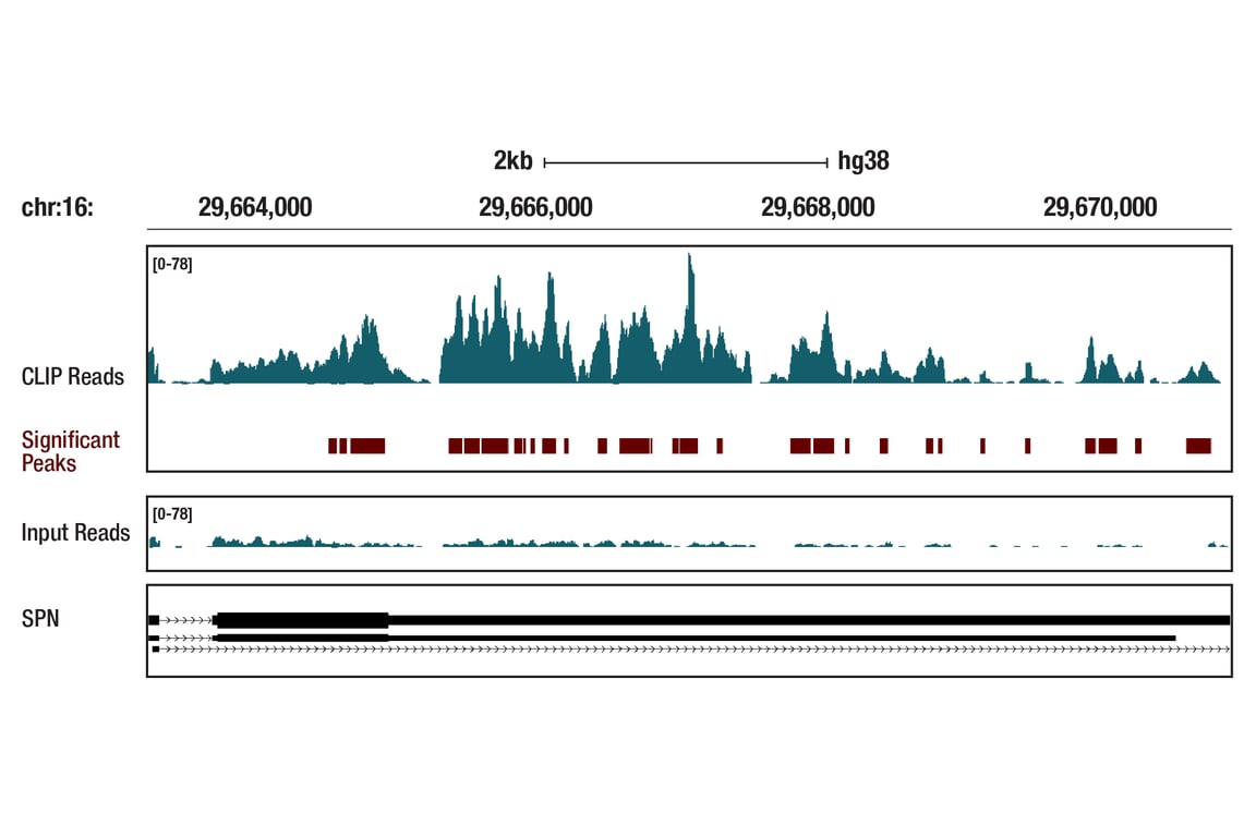 eCLIP Image 1: PACT (D9N6J) Rabbit mAb