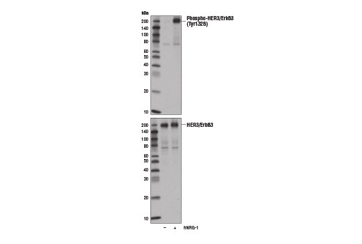 Western Blotting Image 1: Phospho-HER3/ErbB3 (Tyr1328) (E1J1T) Rabbit mAb