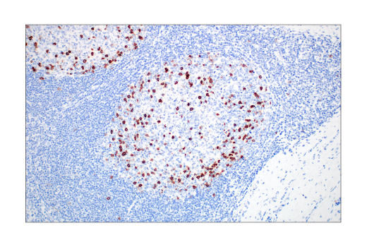 Immunohistochemistry Image 6: CD57 (HNK-1) Mouse mAb