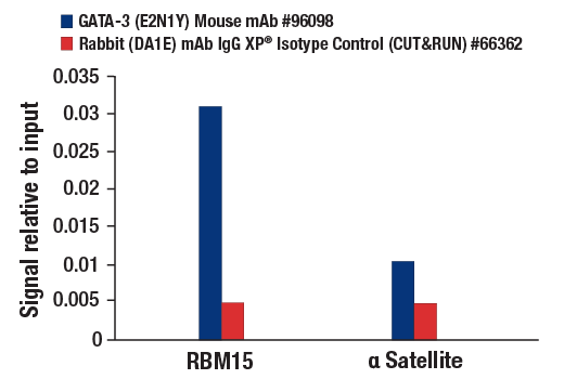 CUT & RUN Image 3: GATA-3 (E2N1Y) Mouse mAb