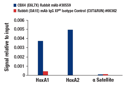 CUT & RUN Image 3: CBX4 (E6L7X) Rabbit mAb