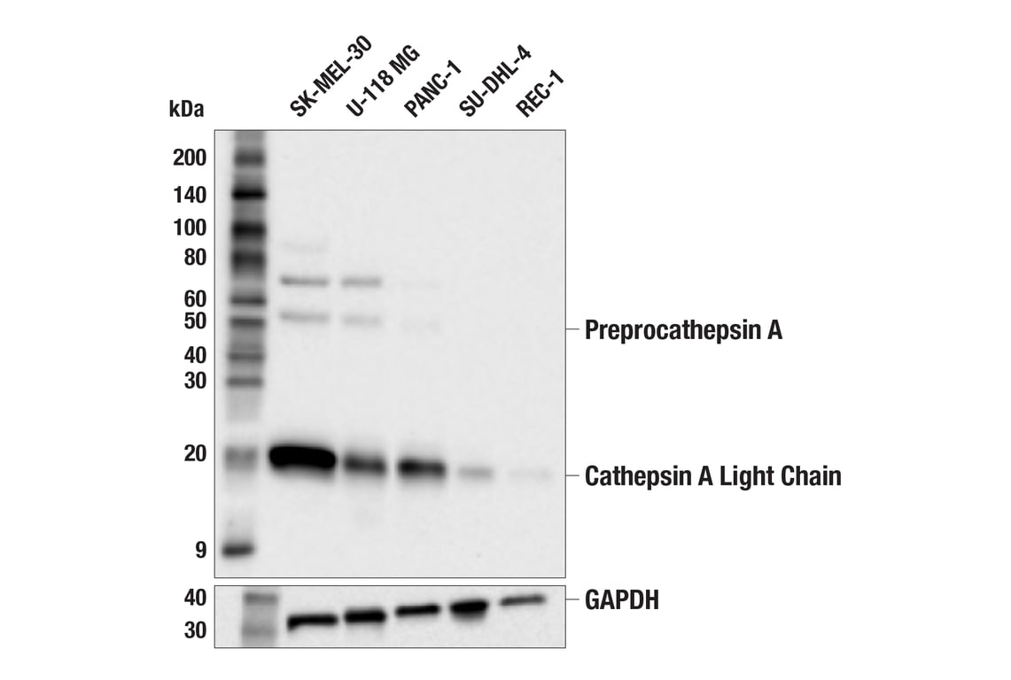 Western Blotting Image 3: Cathepsin A (F8X9E) Rabbit mAb
