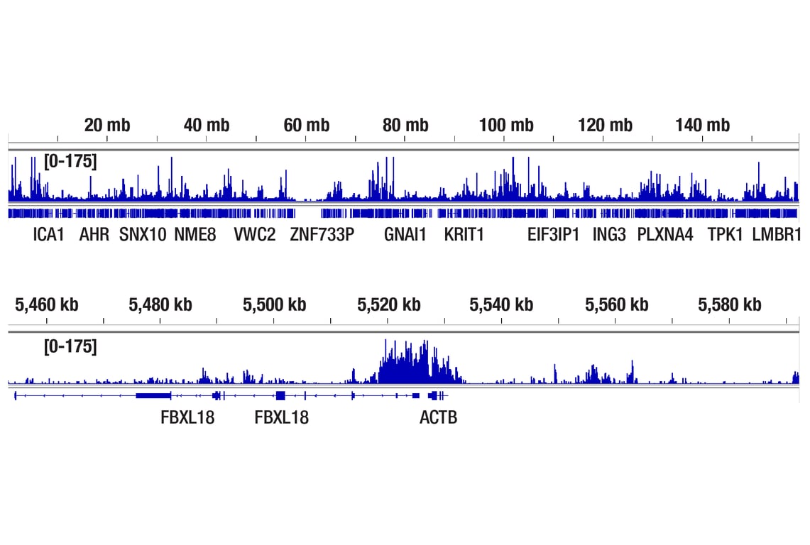 CUT & Tag Image 2: Phospho-Rpb1 CTD (Ser2/Ser5) (D1G3K) Rabbit mAb