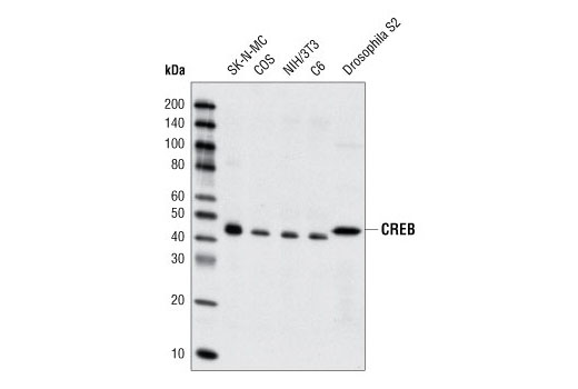 Western Blotting Image 1: CREB (48H2) Rabbit mAb (BSA and Azide Free)