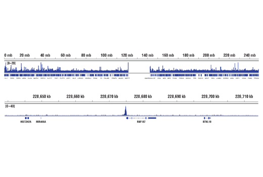 Chromatin Immunoprecipitation Image 2: ETS-1 (D8O8A) Rabbit mAb