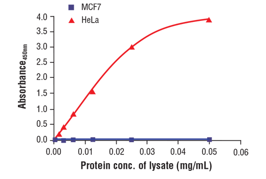 ELISA Image 1: FastScan<sup>™</sup> Total Vimentin ELISA Kit