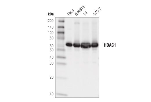 Western Blotting Image 1: HDAC1 (D5C6U) XP® Rabbit mAb