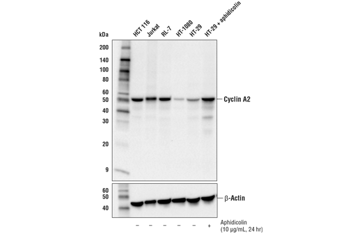 Western Blotting Image 1: Cyclin A2 (E1D9T) Rabbit mAb