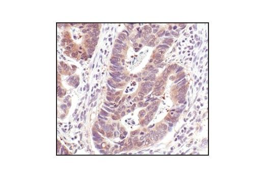 Immunohistochemistry Image 2: HSP90 (E289) Antibody