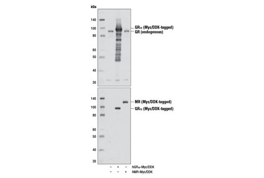 Western Blotting Image 1: Glucocorticoid Receptor (D8H2) XP® Rabbit mAb (BSA and Azide Free)