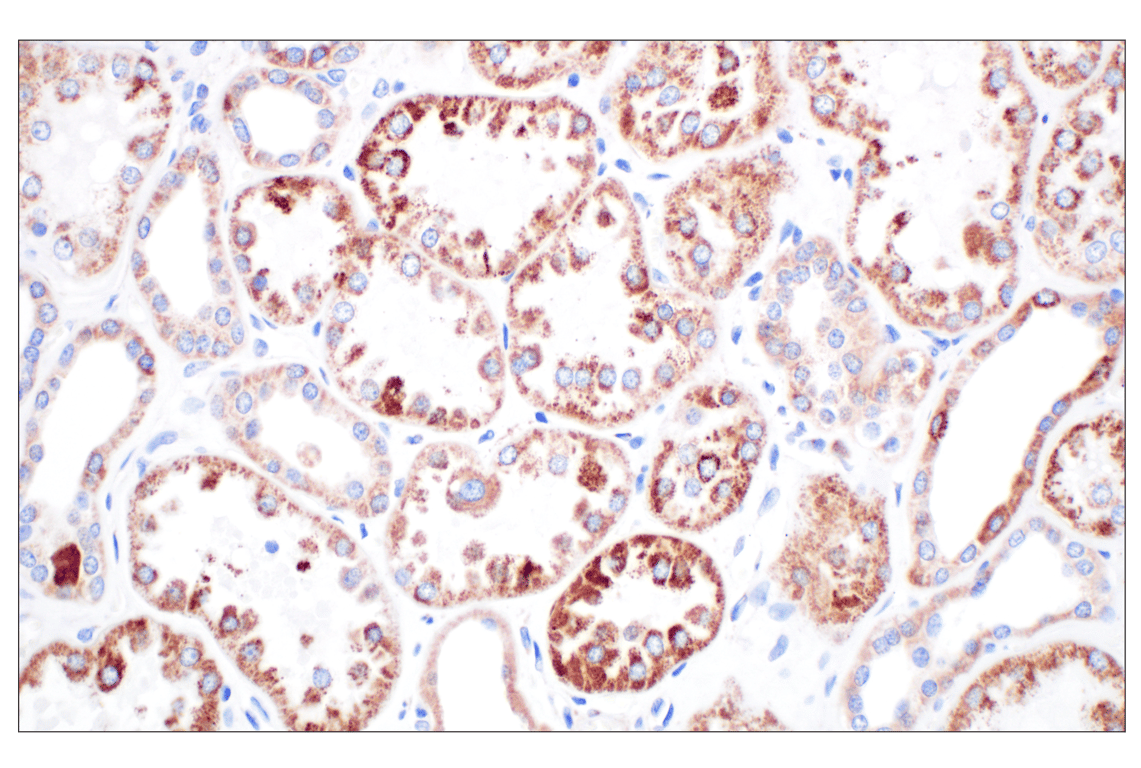 Immunohistochemistry Image 5: GCDH (F2P2M) Rabbit mAb