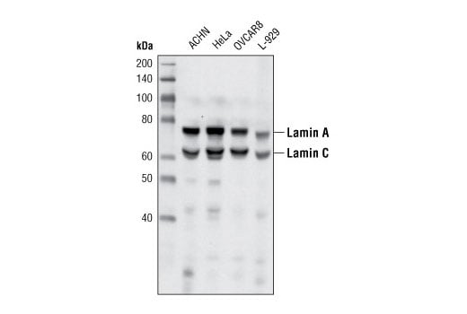 undefined Image 19: Microglia Cross Module Antibody Sampler Kit