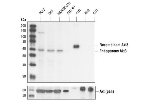 Western Blotting Image 1: Akt3 (62A8) Rabbit mAb