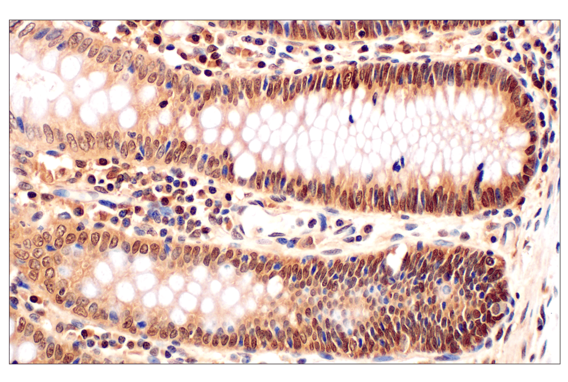 Immunohistochemistry Image 9: MTAP (E5R1I) Rabbit mAb (BSA and Azide Free)