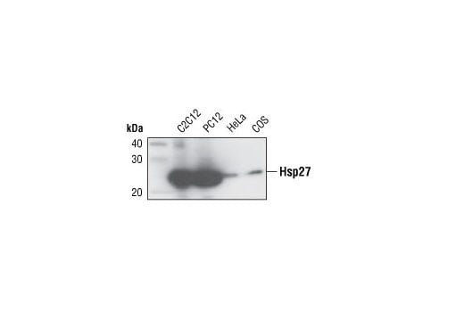 Western Blotting Image 1: HSP27 Antibody