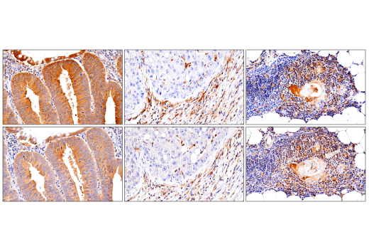 Immunohistochemistry Image 1: RIP3 (E7A7F) XP<sup>®</sup> Rabbit mAb