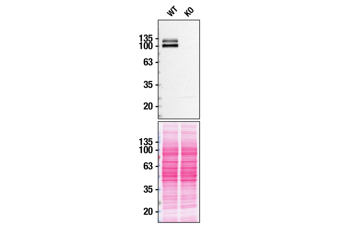 Western Blotting Image 2: APP (E4H1U) Rabbit mAb