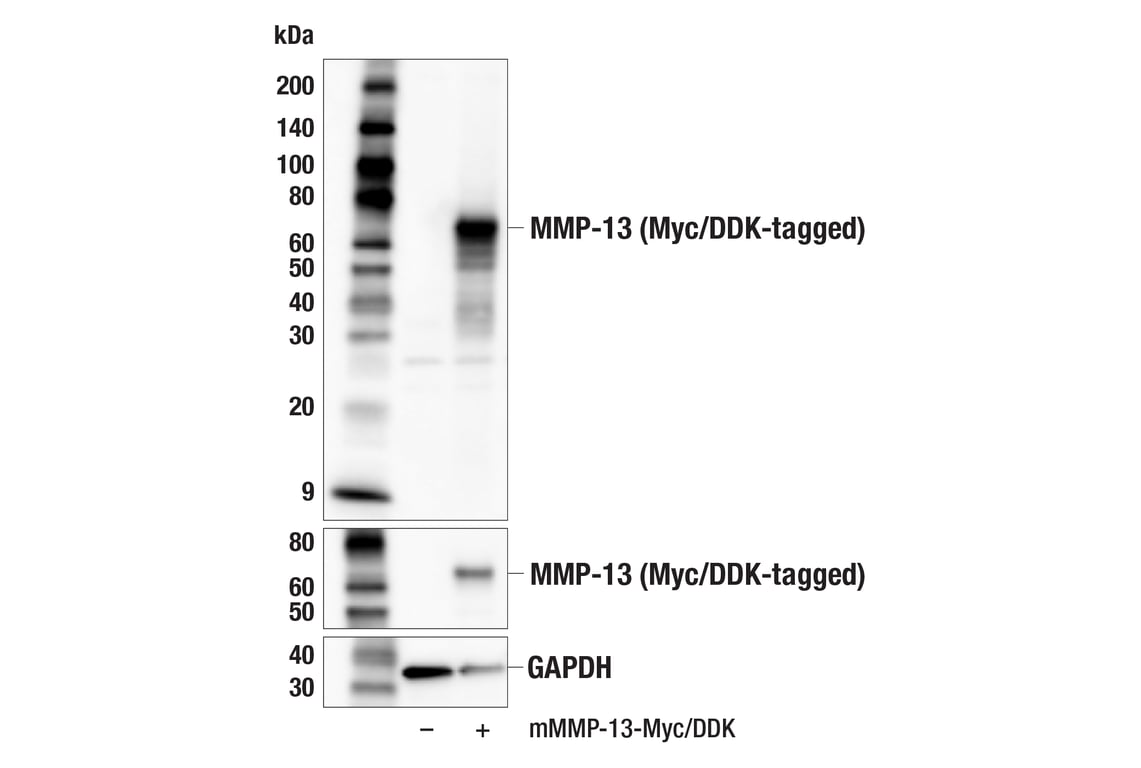 Western Blotting Image 1: MMP-13 (E3Q4Y) Rabbit mAb