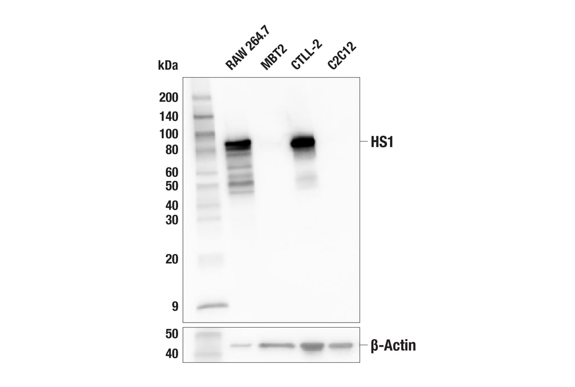 Western Blotting Image 1: HS1 (E6G7M) Mouse mAb (BSA and Azide Free)